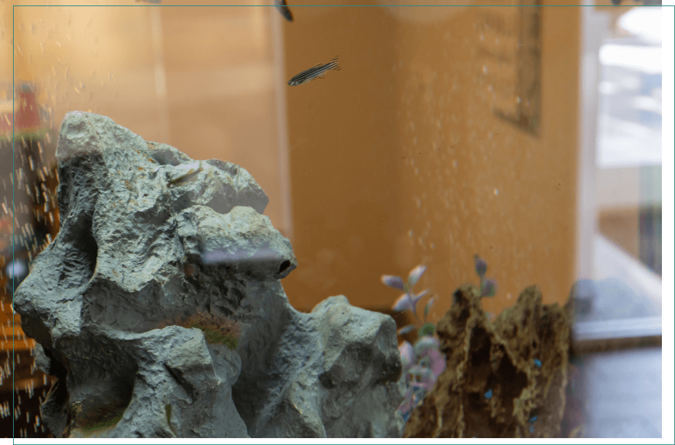 Close up of fish tank in reception area of Southwest Dental Arts